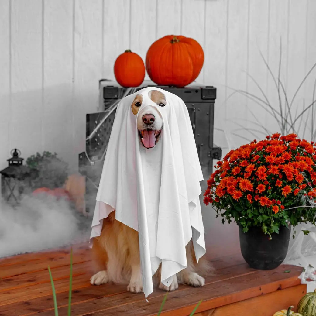 A happy golden retriever dressed as a ghost