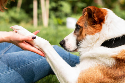 First-Time Dog Parent? Here's Your Easy Guide to a Healthy, Happy Pup