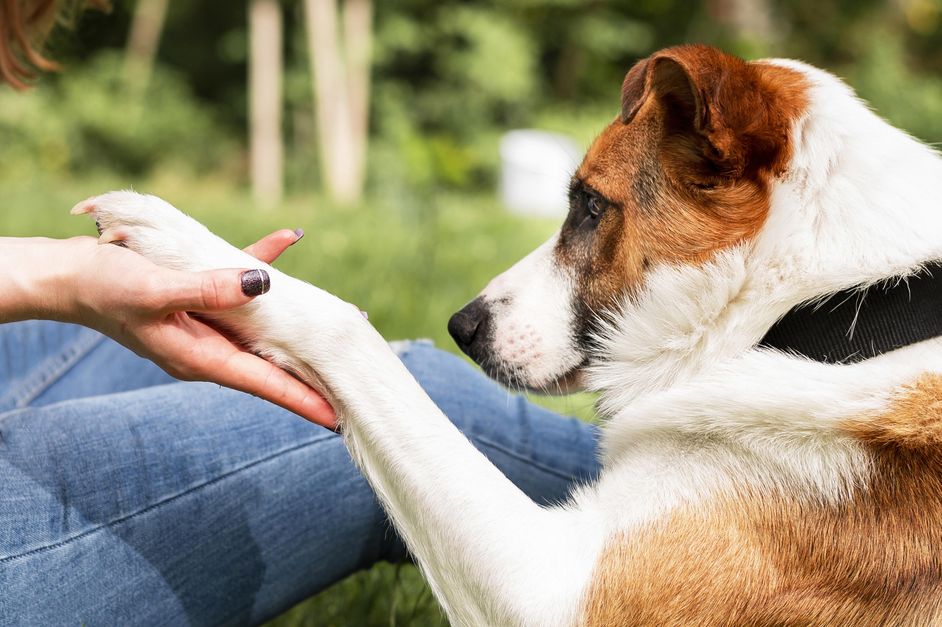 Dog placing its paw in owner's hand