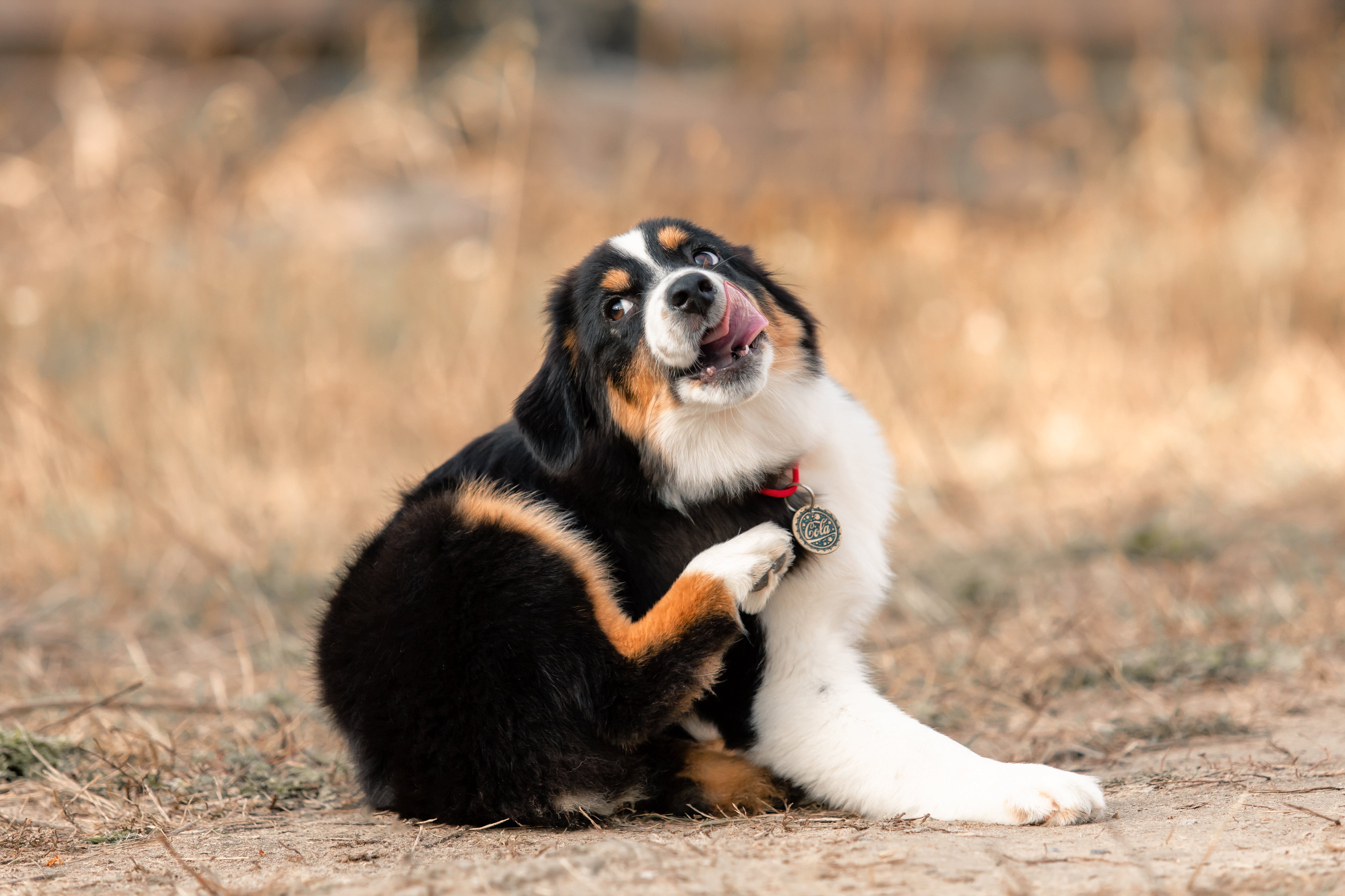 Dog Gut Health: Why Itching Starts in the Belly