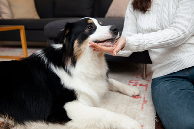 Why Your Dog's Gut Health Matters