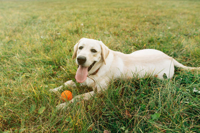 Chondroitin for Dogs: How It Works | Pawganix