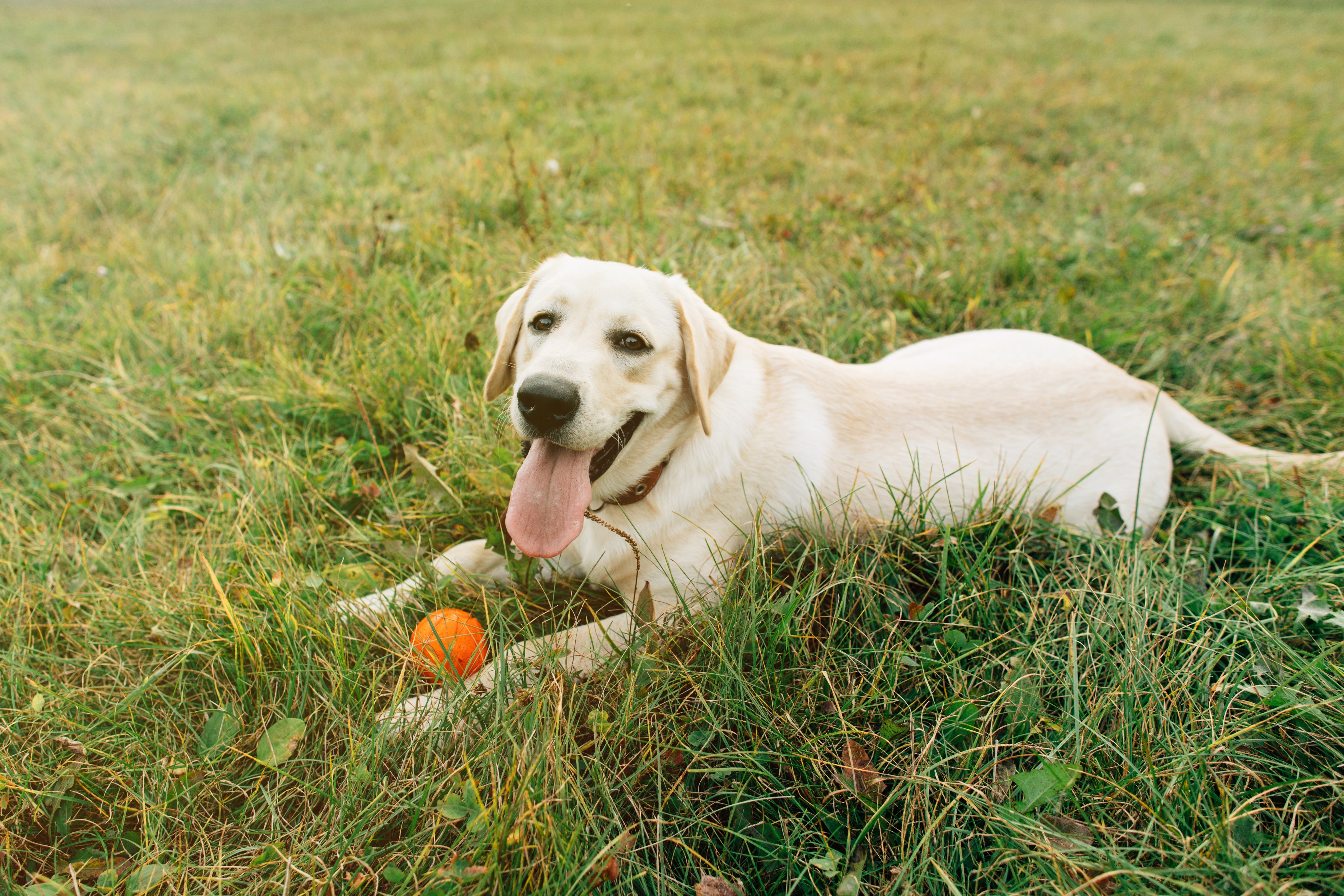 Chondroitin for Dogs: How It Works | Pawganix