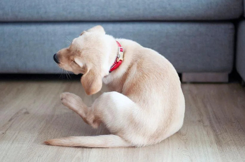 Dog Pyoderma: How Yeast Plays a Role in Skin Infections