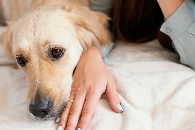 Owner gently holding a Golden Retriever's paw