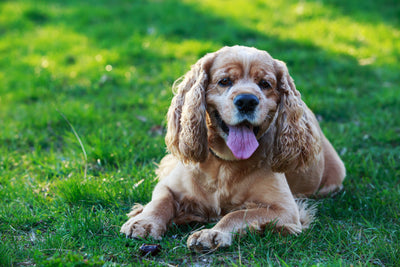 Cocker Spaniel calm portrait
