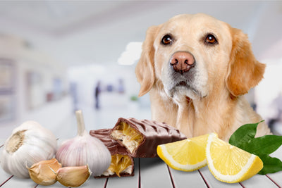 Is Garlic Safe for Dogs? The Truth Might Surprise You