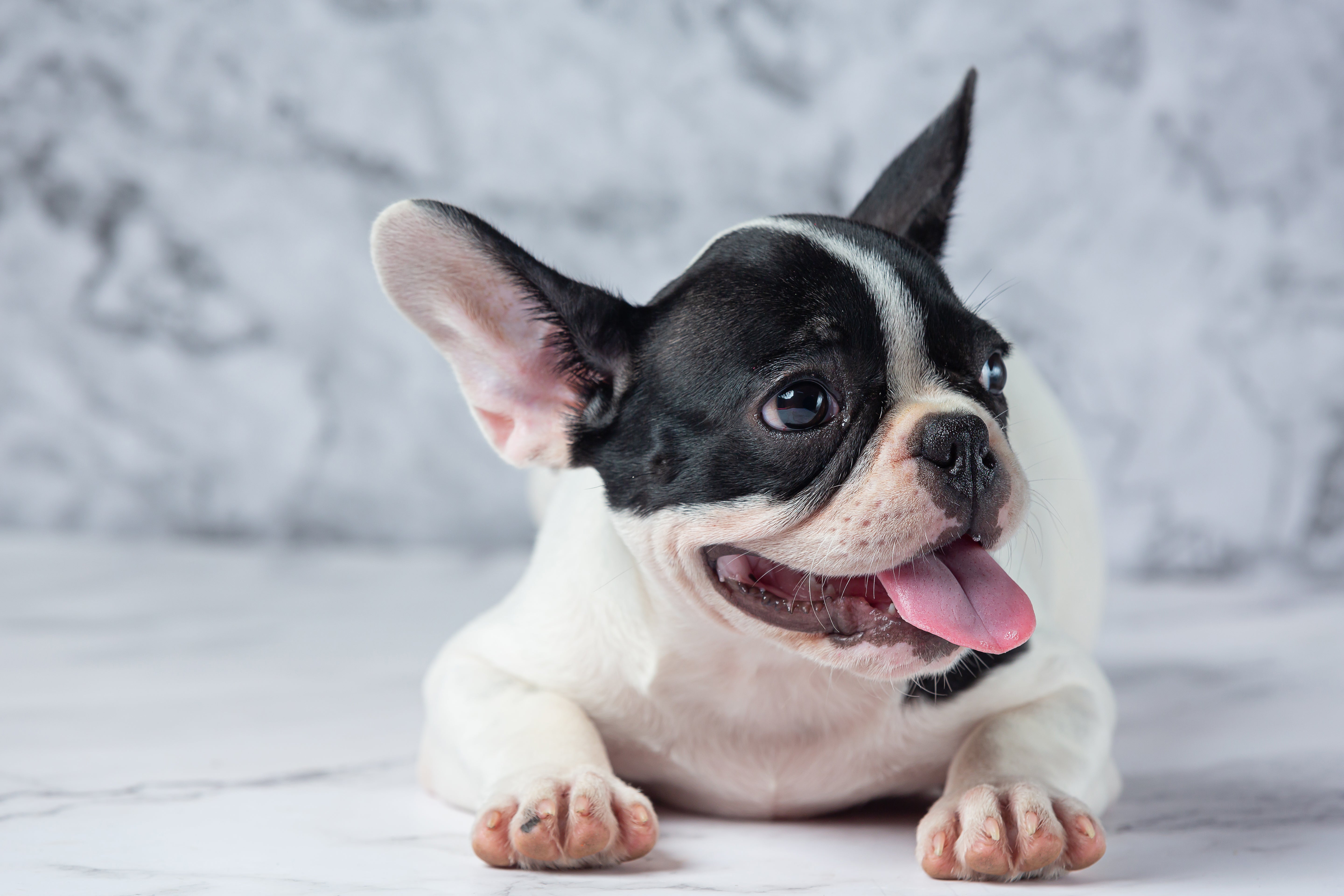 French Bulldog Ear Infection: The Complete Guide