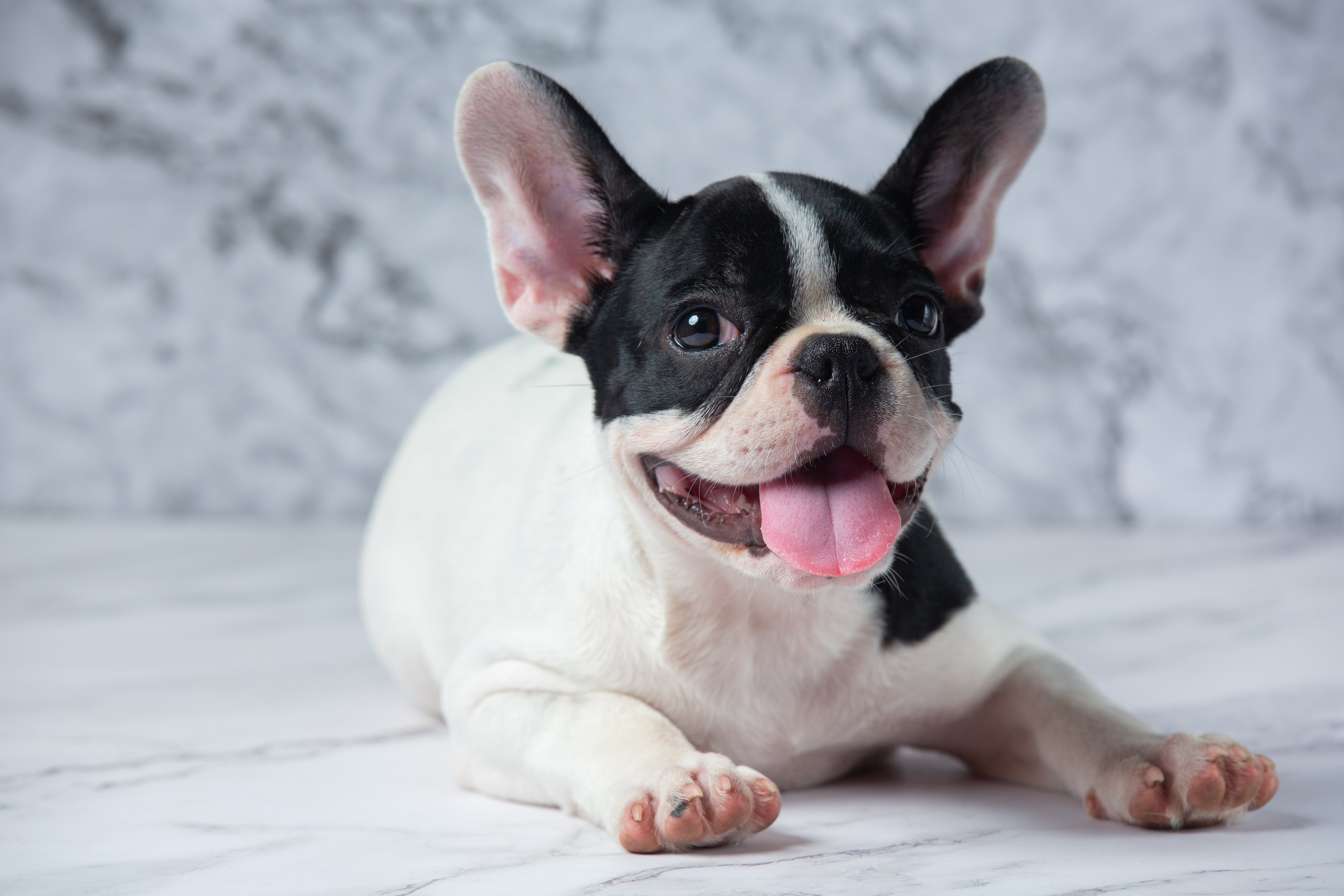 French Bulldog Paw Licking Remedies: Causes & Management