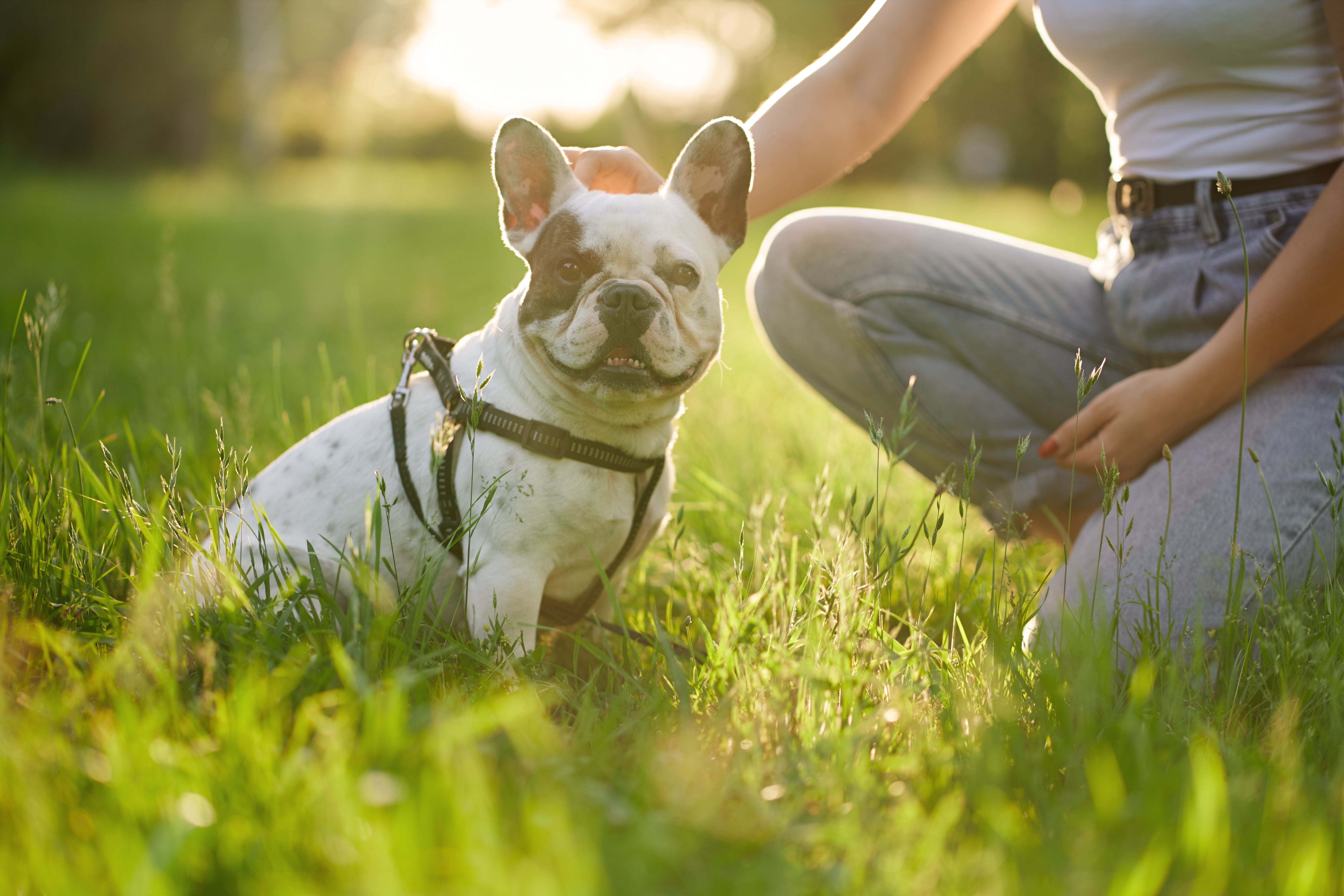 french bulldog