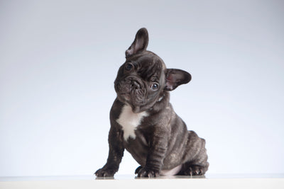 Why Does My French Bulldog Smell? 7 Common Causes and Management