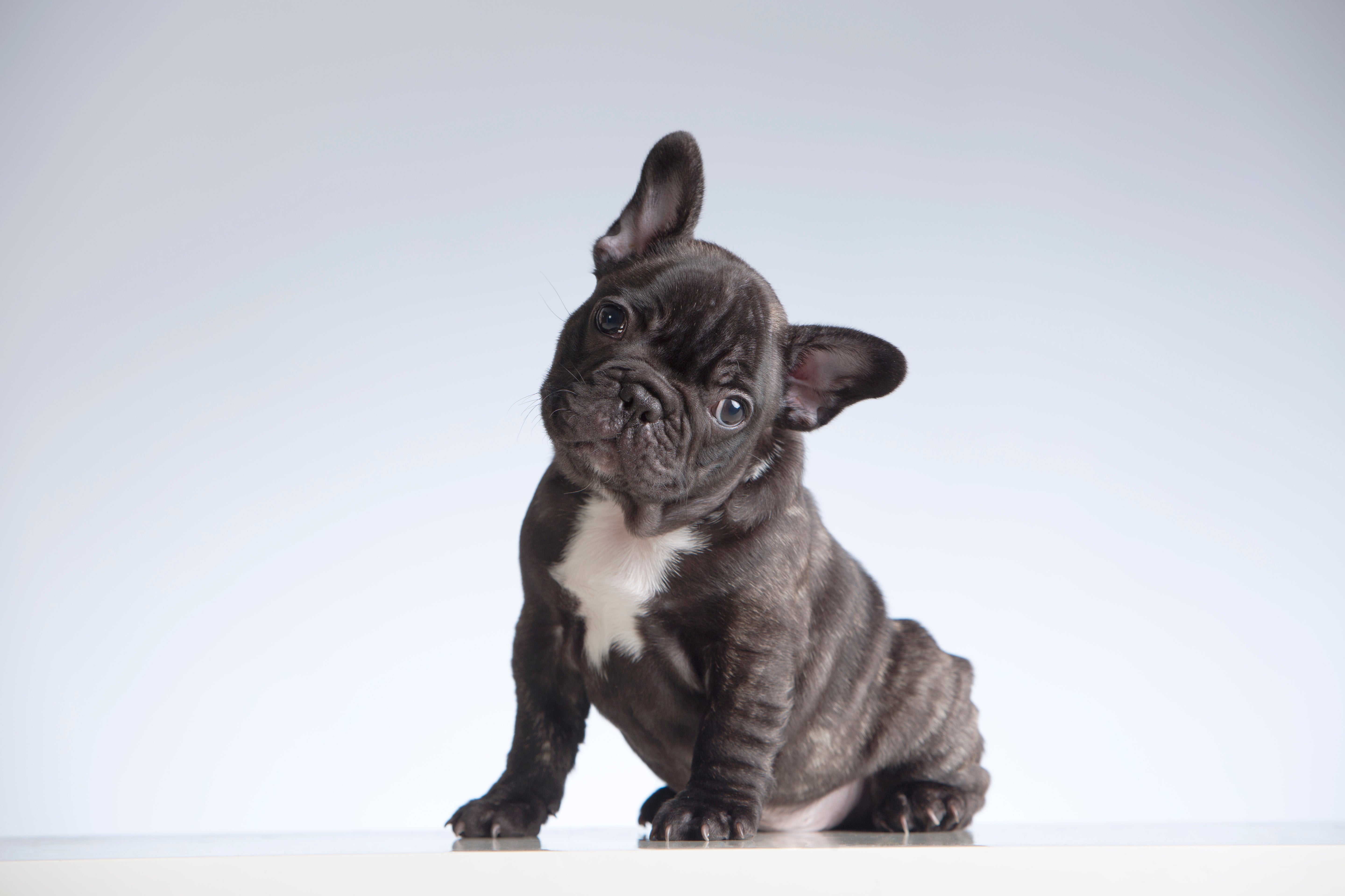 Why Does My French Bulldog Smell? 7 Common Causes and Management