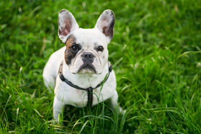 French Bulldog Face Fold Infection: How to Manage