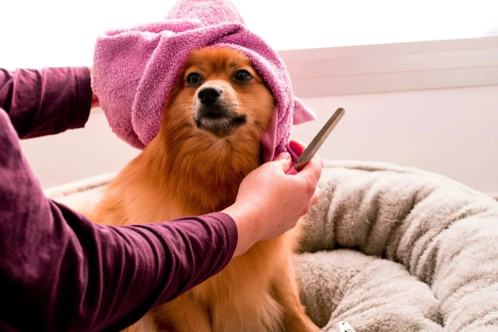 Natural Ways to Soothe Your Dog's Itchy Skin
