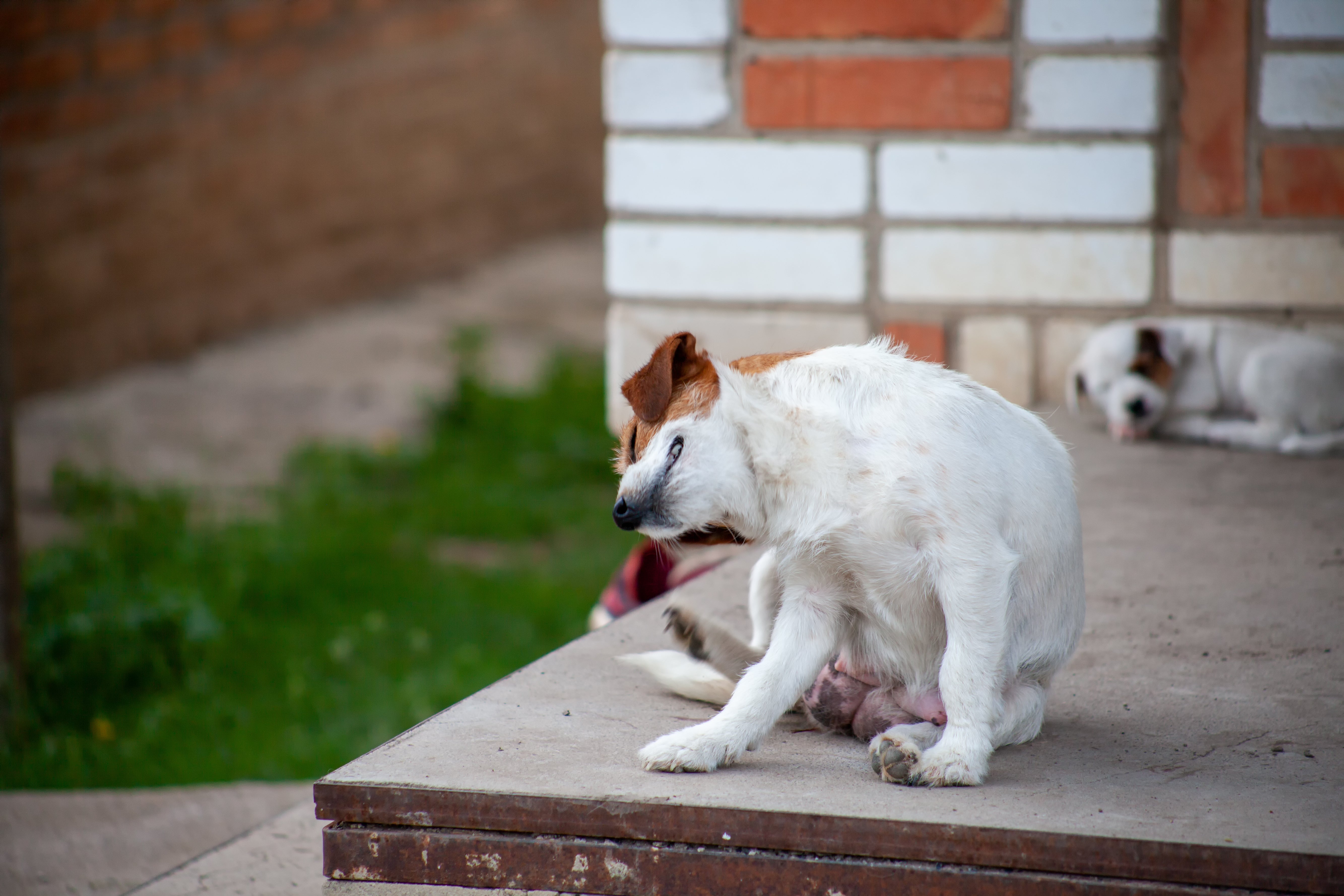 Small dog turning to scratch its hindquarters