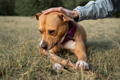 Wet vs. Dry Dog Food: Which One Truly Supports Gut Health?