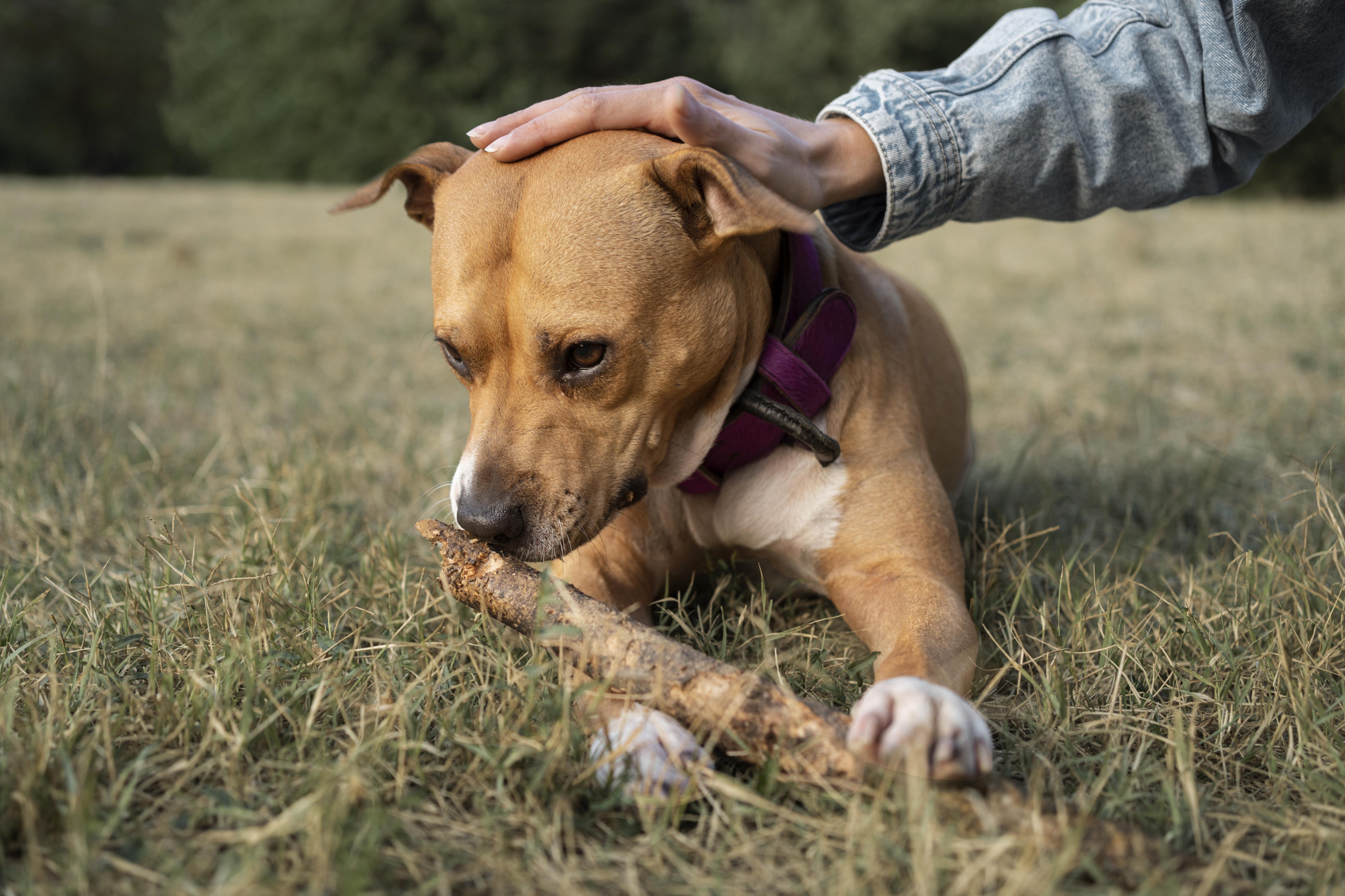 Why Pawganix? The Simple Answer Every Dog Parent Wants