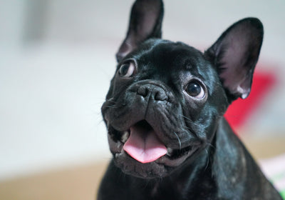French Bulldog with healthy clear skin happy