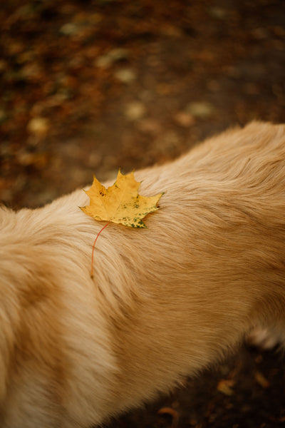 Halloween dog Autumn