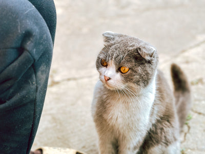 Scottish Fold cat