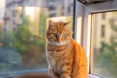 Calm cat sitting indoors near a window