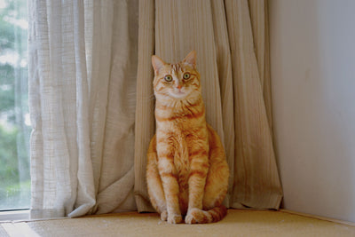 Tabby cat sitting calmly by a sunlit window
