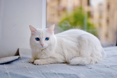 Turkish Angora