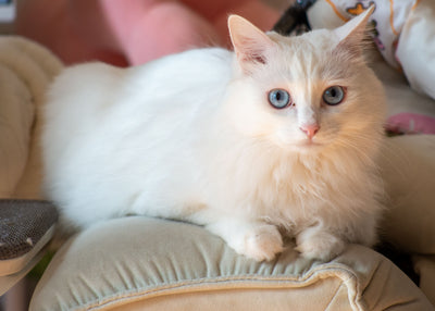  White fluffy cat resting calmly on a cushion