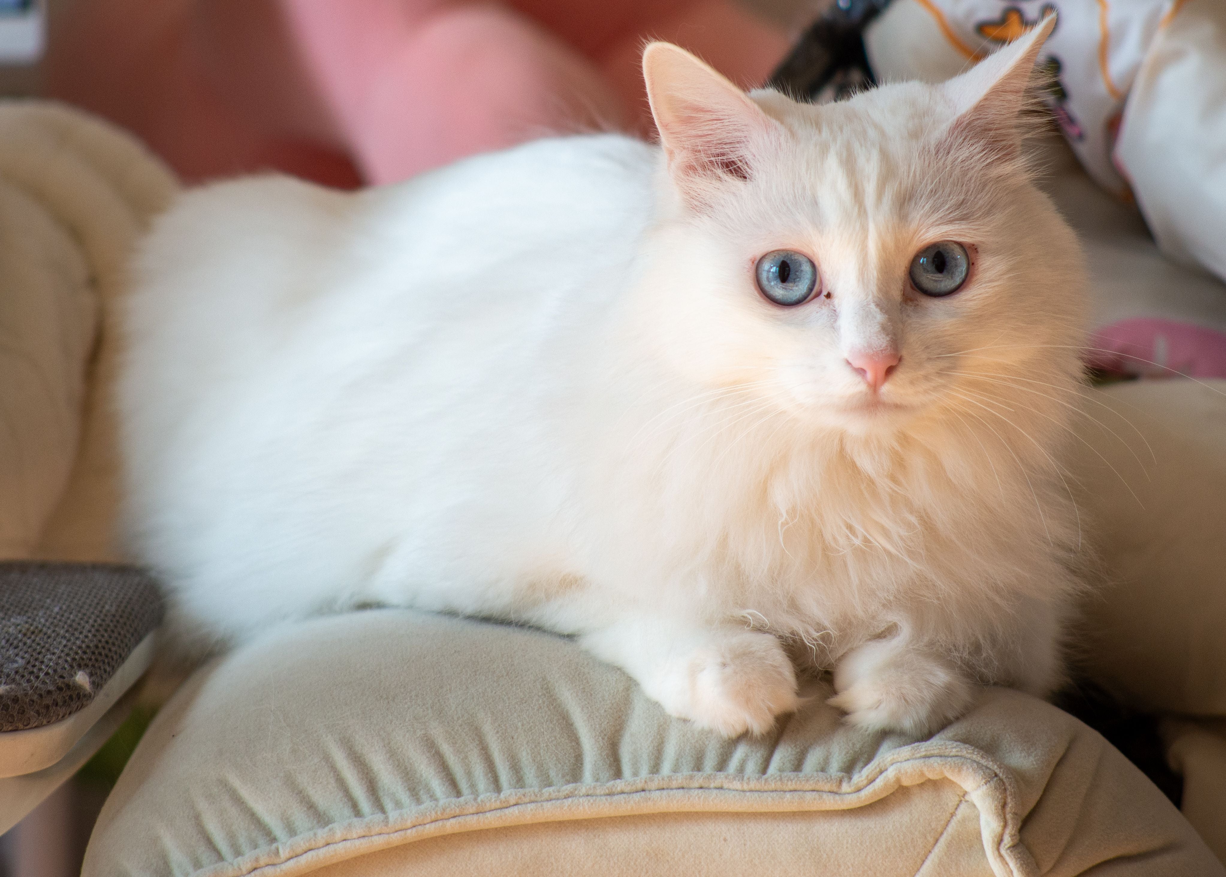  White fluffy cat resting calmly on a cushion