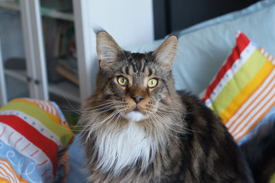 maine coon