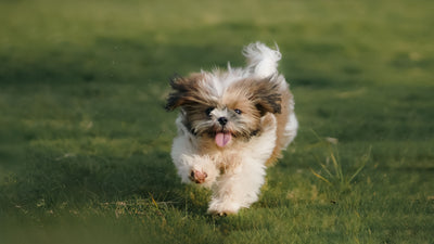 Shih Tzu