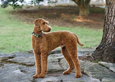 Labradoodle