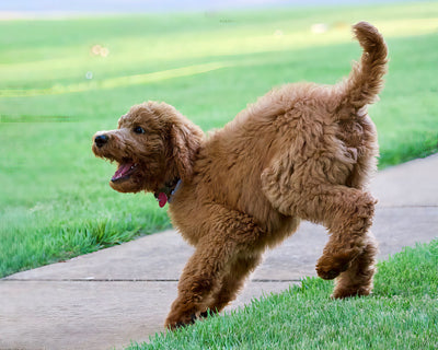 goldendoodle