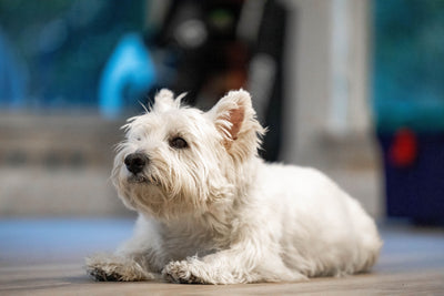 westies