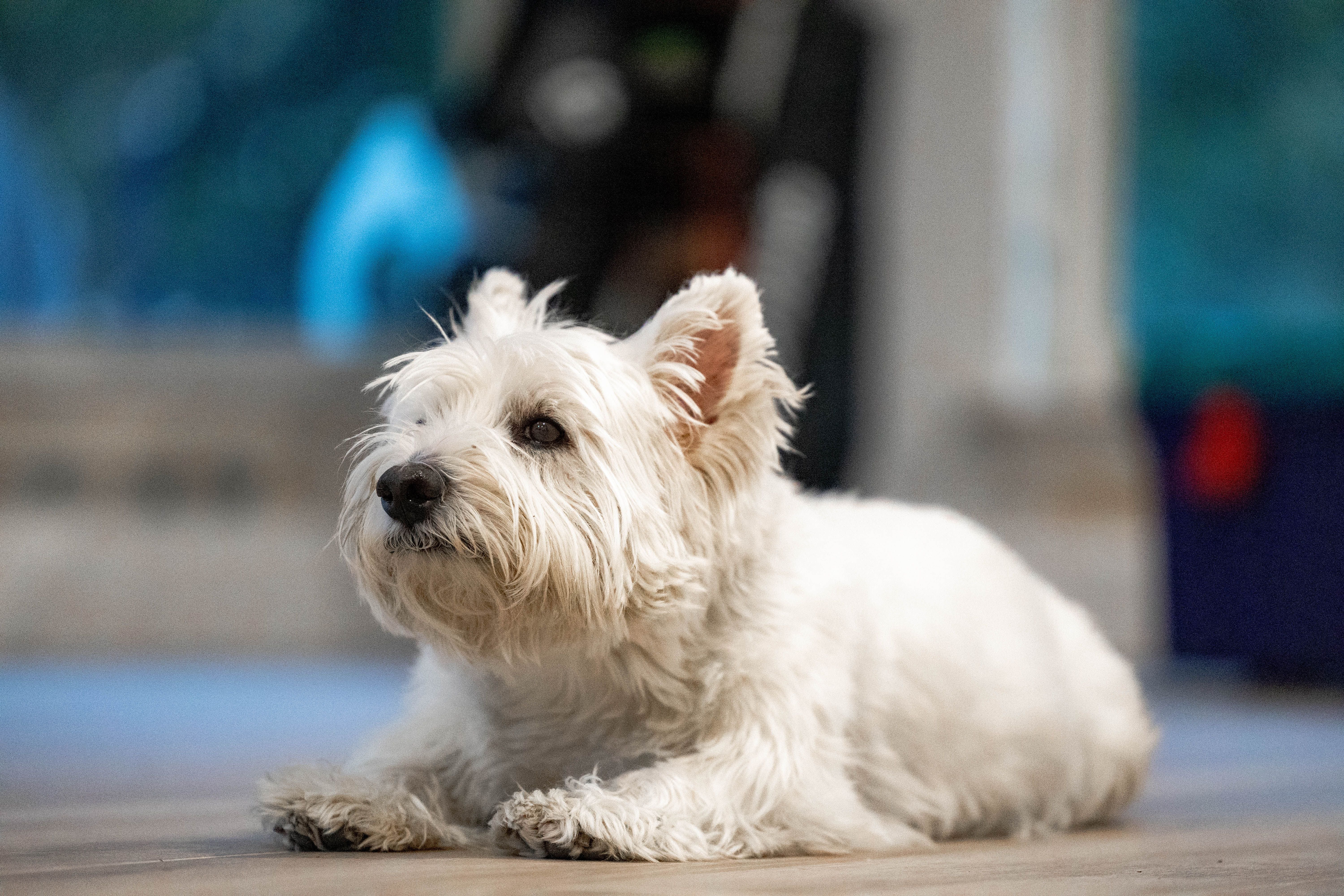 westies