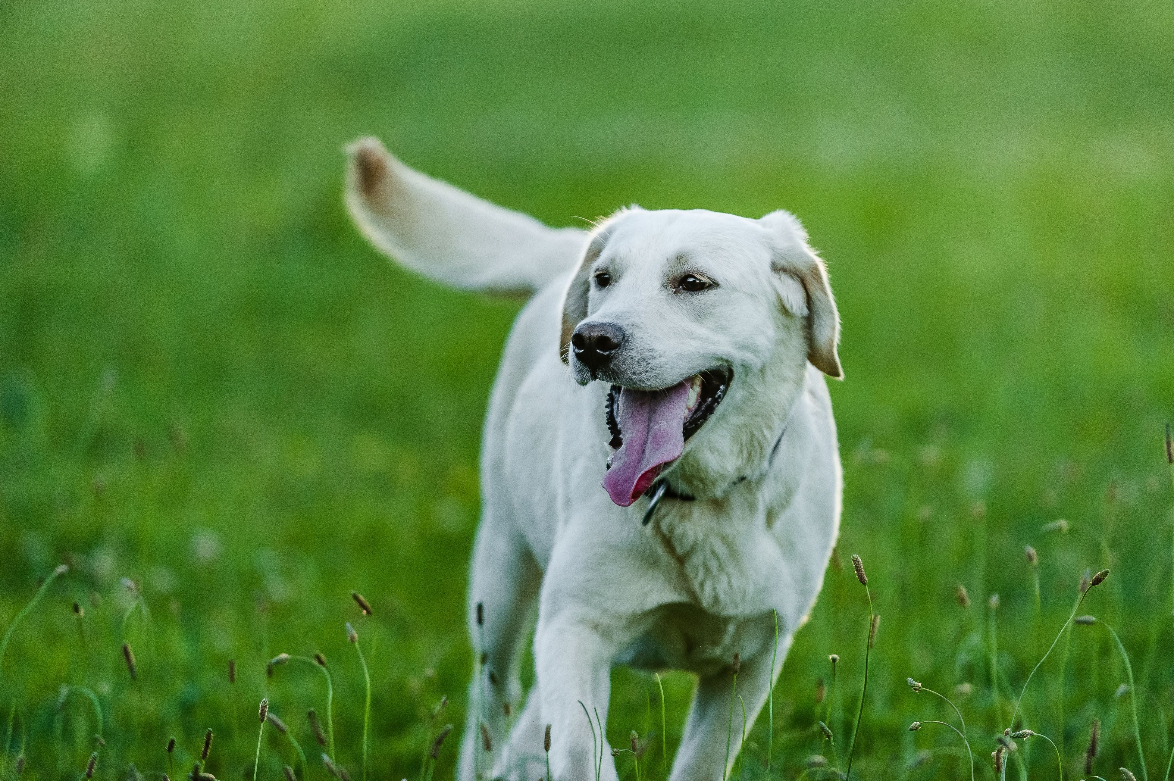 labrador