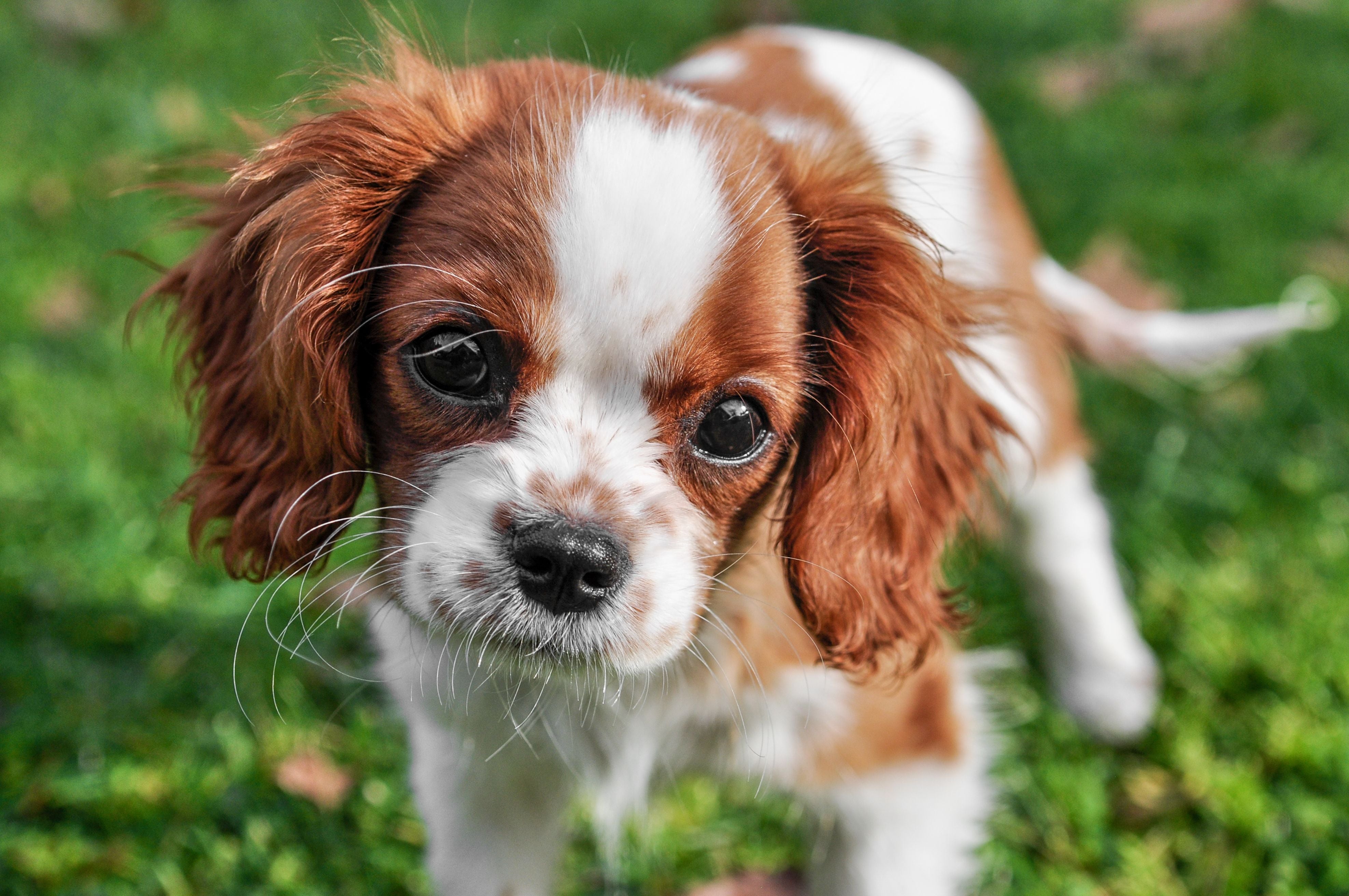 Cavalier King Charles Spaniel