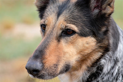 German Shepherd