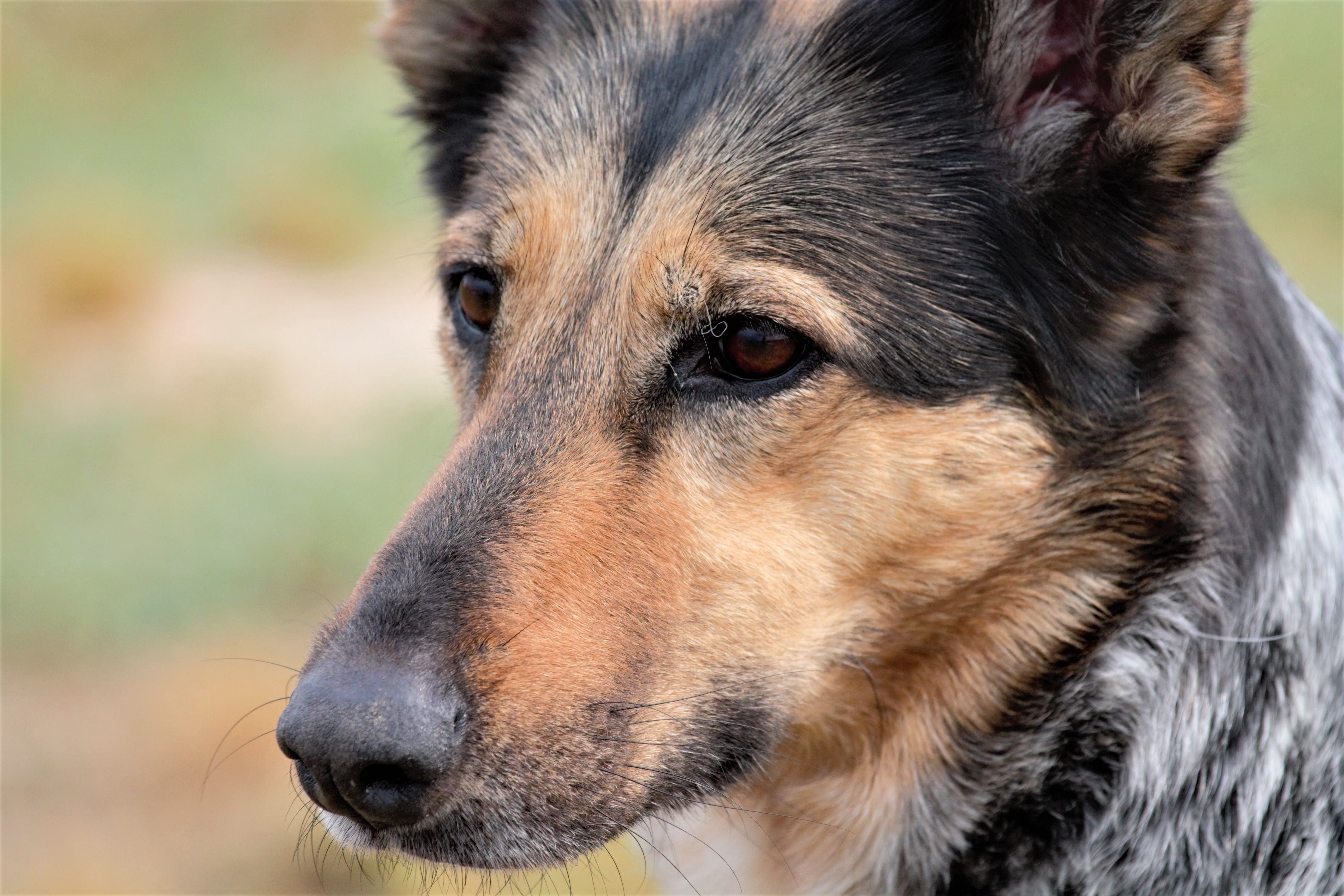 German Shepherd