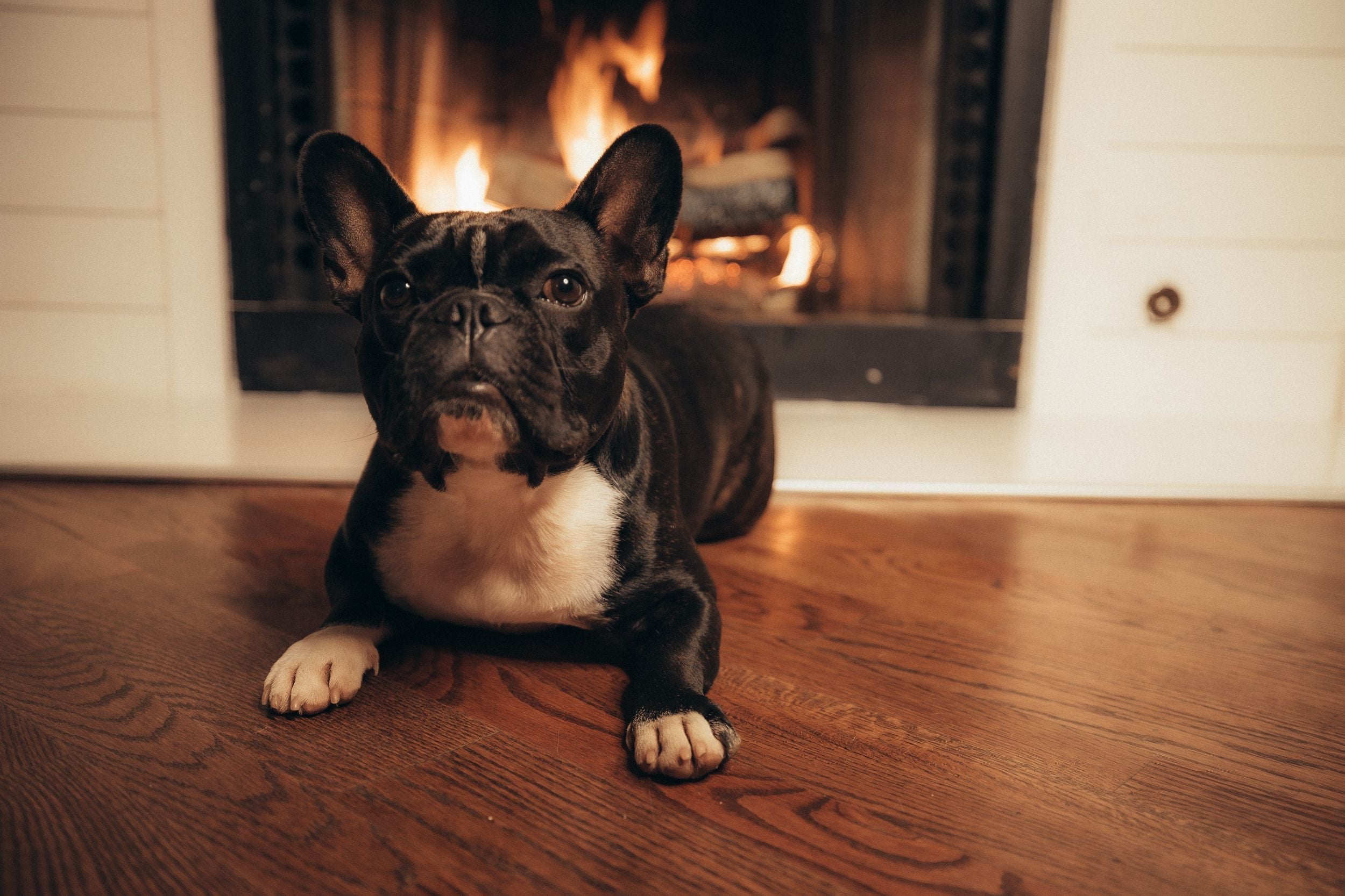 french bulldog
