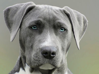 A large breed puppy