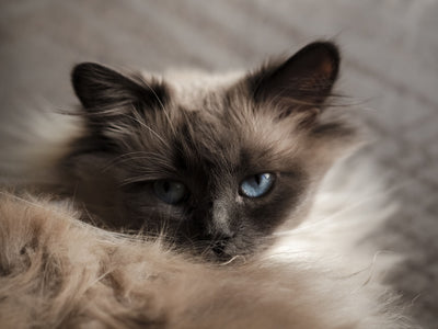 birman