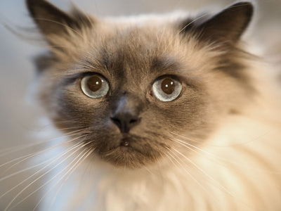Moving to a New House With Cats: A Stress-Free Transition Guide