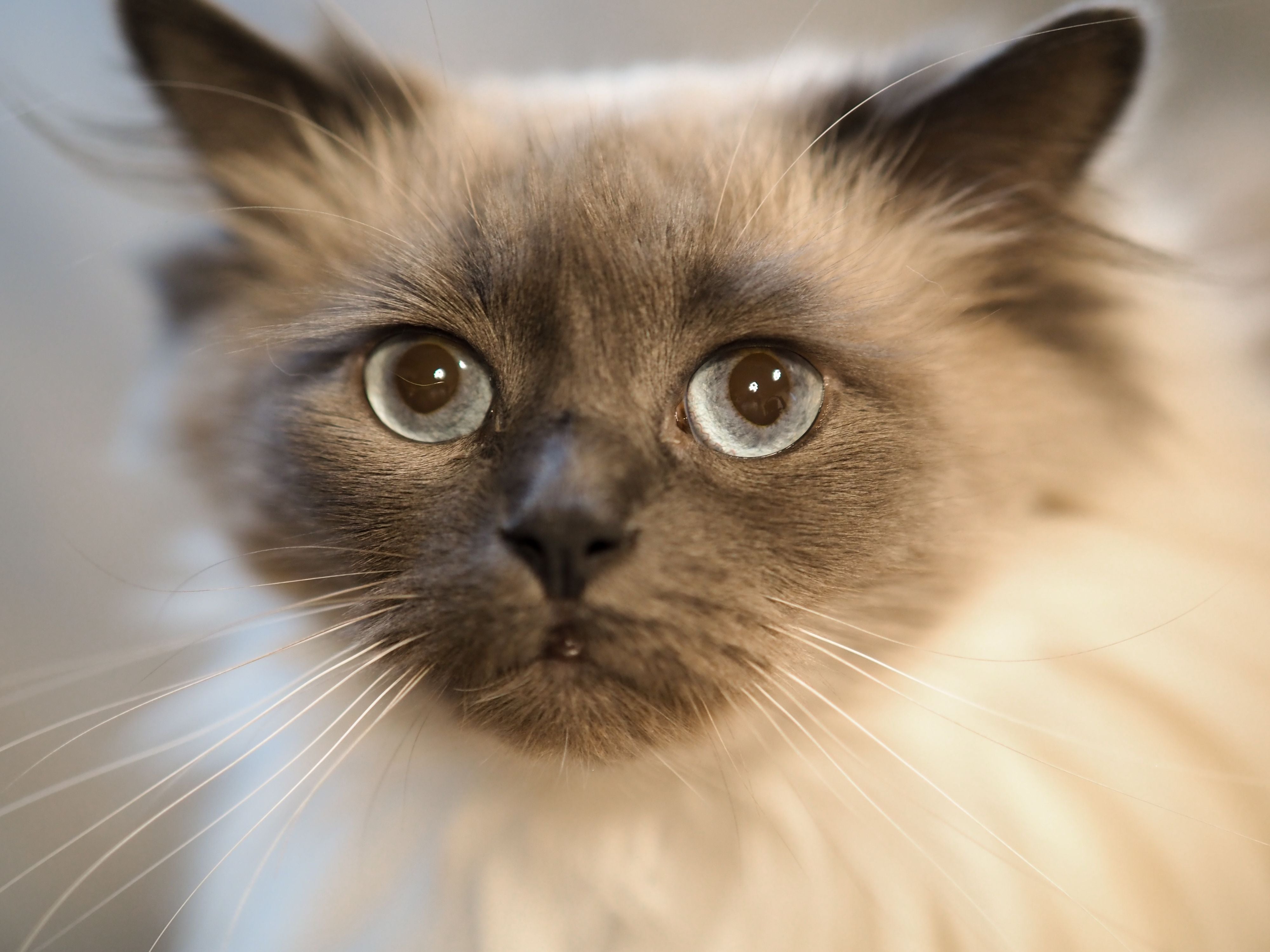ragdoll cat