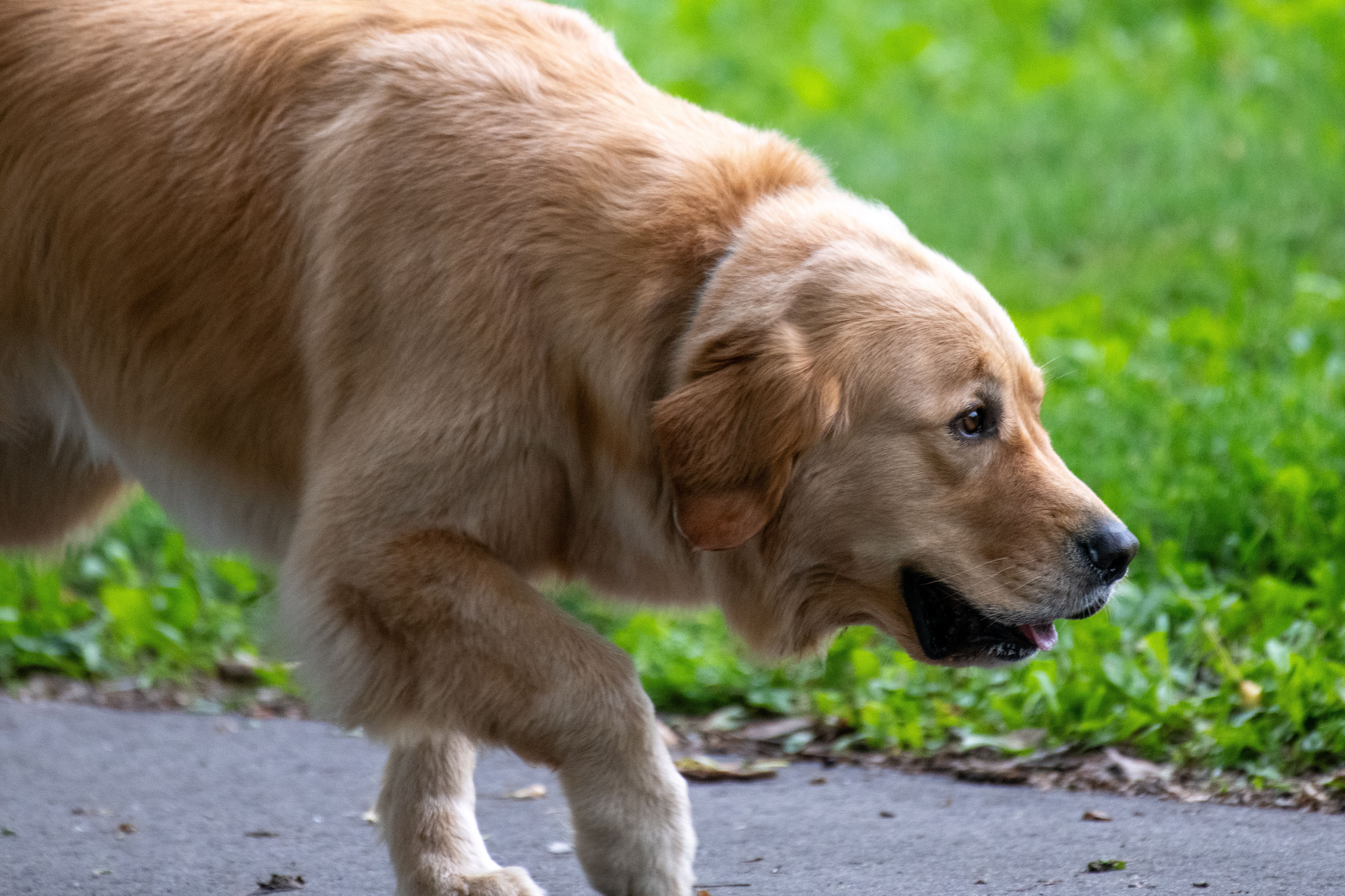 Adult Golden Retriever outdoors healthy and content