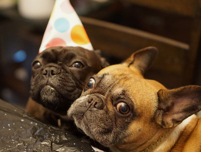 French Bulldog with healthy skin — yeast infection guide for Frenchie owners by Pawganix