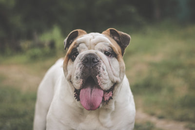 English Bulldog