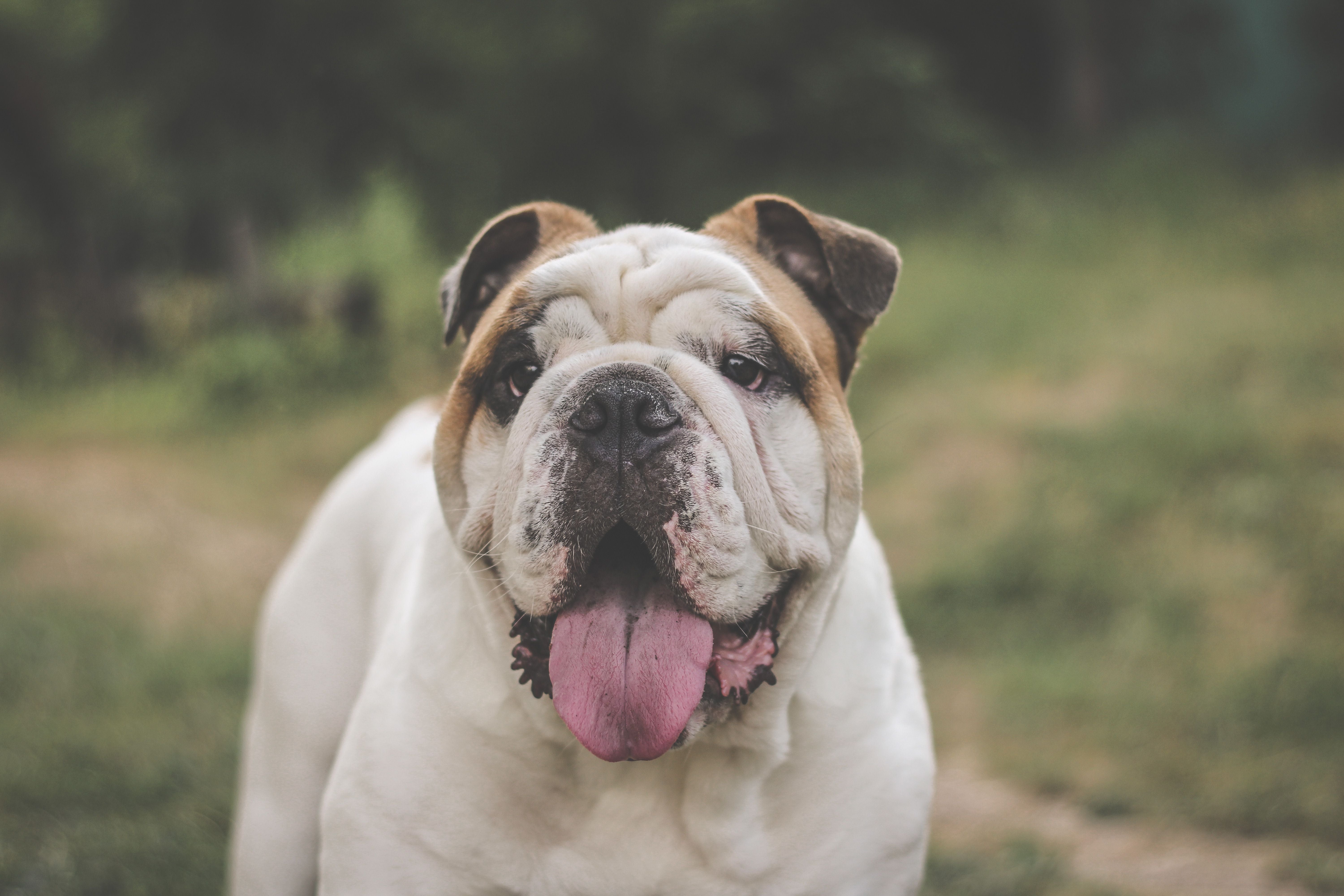 English Bulldog