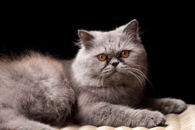 Persian cat