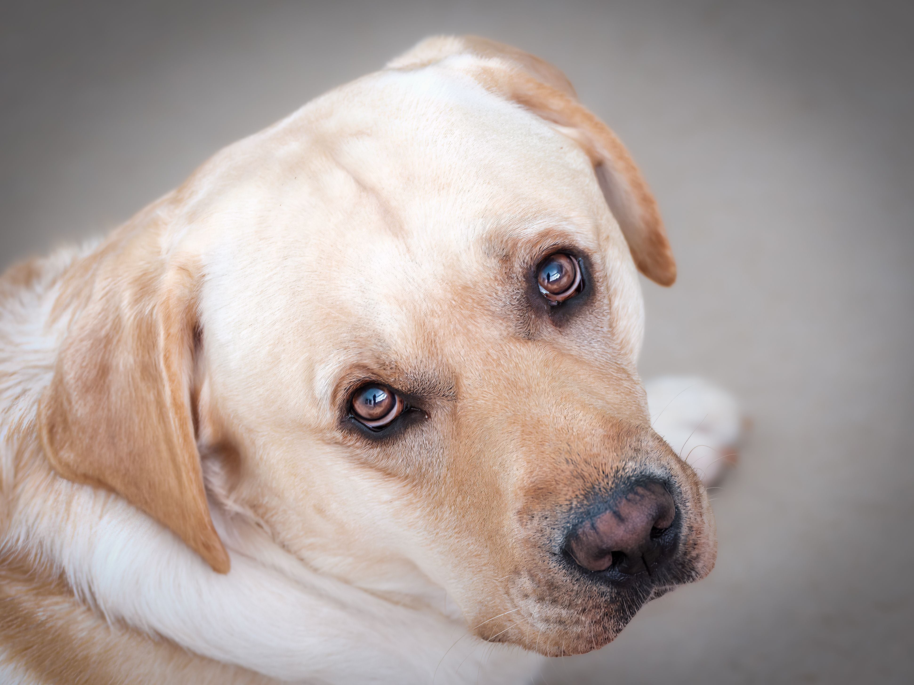 adult labrador